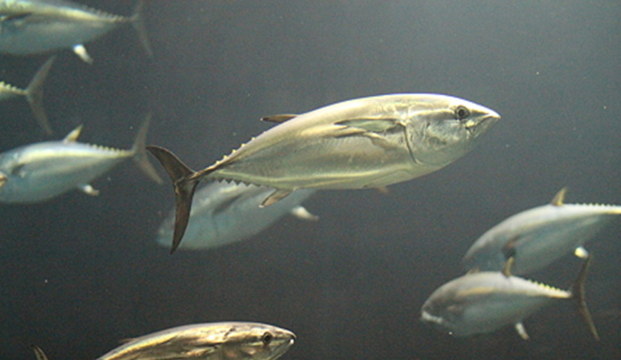 魚油DHA70-TG